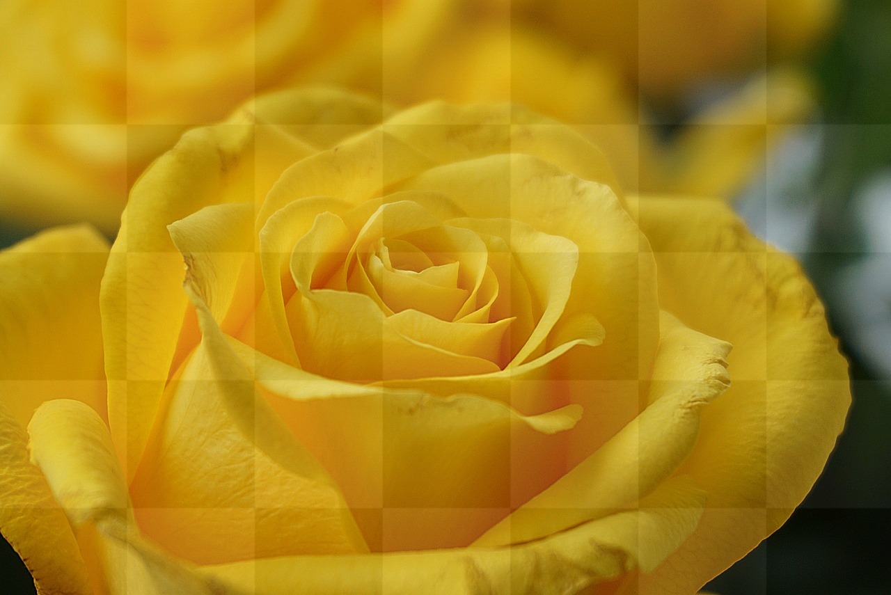 Stunning Yellow Roses on Yellow Background - Free Download for Graphic Design