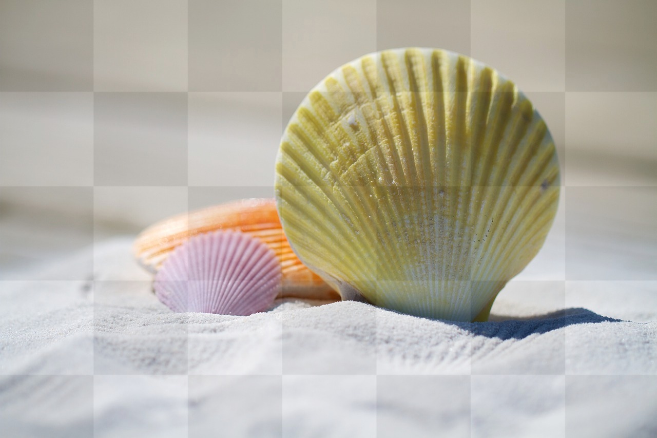 Summer Vibes: Stunning Shell and Sand Backgrounds for Web Design and Beyond - Free Download in JPG Format