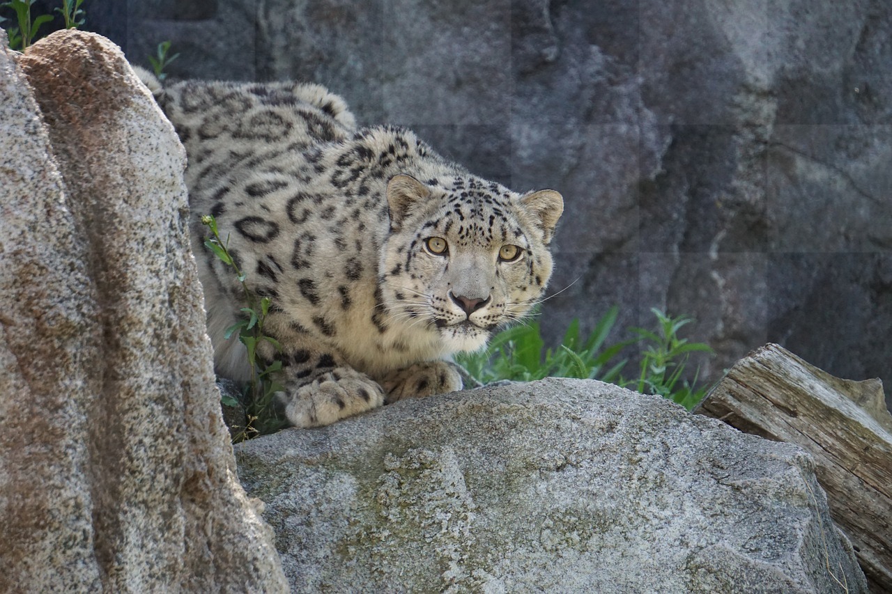The Majestic Snow Leopard: Free Download Images, Pictures, and Wallpapers of this Gorgeous Zoo Resident in Nature Backgrounds
