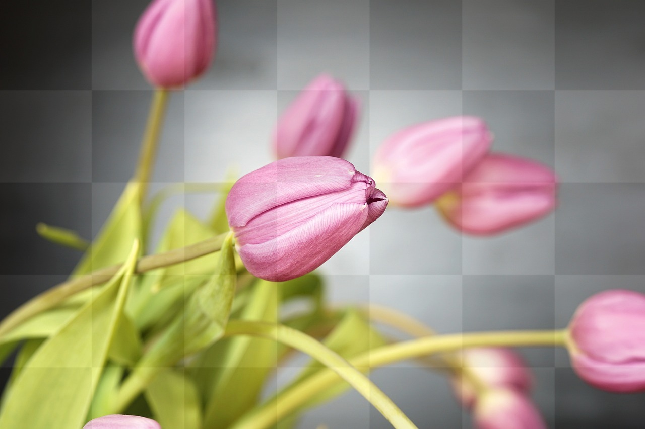 Tulip and Flower Images for Free Download: Perfect for Spring Backgrounds!