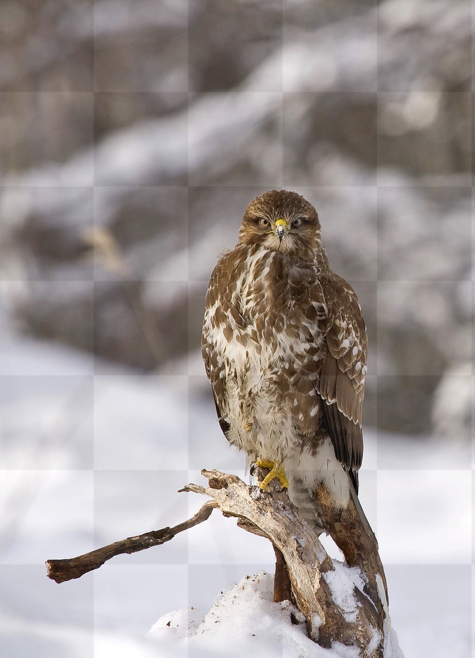 Winter Buzzard Backgrounds: Free JPG Images for Graphic Design, Advertising, and Web Design