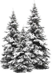 480 x 668 px | Winter. Best Snow Christmas Trees PNG. Best PNG. Snowy...