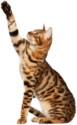 Beautiful PNG cat images. Cat photos on transparent background. Fluffy cat. Cat. Download free high-quality PNG images without watermark. Adult cat. Cat photo without background.