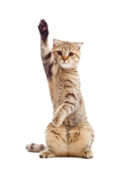 Adult cat. Cat photo without background. Fluffy cat. Cat photos on transparent background. Cat. Beautiful PNG cat images. Download free high-quality...