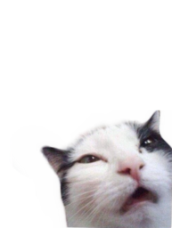 Cat. Download cat photo without background for meme. Free download. Cat memes. Funny cats for memes. Cats. PNG images.