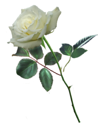 One White Rose. One White Rose PNG. Single White Rose Image. Free Single White Rose stock image. You can convey a strong message of hope and love...