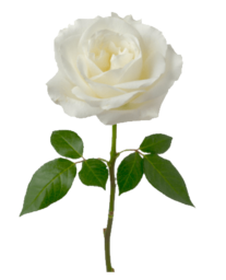 Free Single White Rose stock image. One White Rose. Single White Rose Image. One White Rose PNG. You can convey a strong message of hope and love...