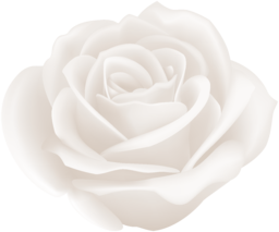 You can convey a strong message of hope and love with one white rose. Single White Rose Image. One White Rose PNG. One White Rose. Free Single White Rose stock image.