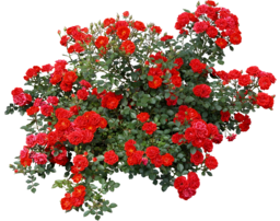 Beautiful Rose Flowers. It’s probably safe to say there’s no more prevalent or enduring symbol of love and beauty in Western culture than red roses...