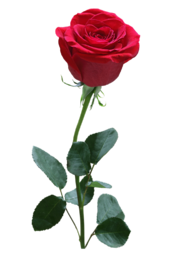 Single Red Rose Image. The purest symbol of new love, love at first sight, or a one and only love, giving someone a single red rose symbolizes the giving of your heart. One Red Rose PNG. One Red Rose. Free Single Red Rose stock image.