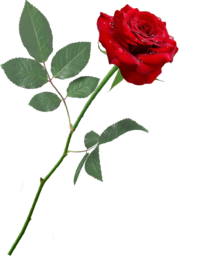 One Red Rose PNG. One Red Rose. Free Single Red Rose stock image. The purest symbol of new love, love at first sight, or a one and only love, giving...