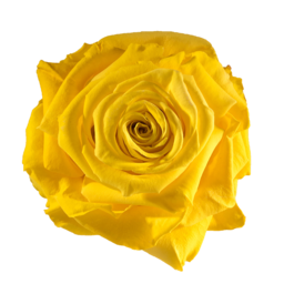 While in Victorian times, gifting a significant other with a single yellow rose represented jealousy, but these days a single rose signifies mutual respect, happiness and friendship. Single Yellow Rose Image. One Yellow Rose PNG. One Yellow Rose. Free Single Yellow Rose stock image.