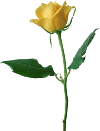 One Yellow Rose. Free Single Yellow Rose stock image. One Yellow Rose PNG. Single Yellow Rose Image. While in Victorian times, gifting a significant other with a single yellow rose represented jealousy, but these days a single rose signifies mutual respect, happiness and friendship.