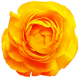 Single Yellow Rose PNG | Free PNG Image