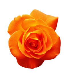 Single Yellow Rose | Free PNG Image
