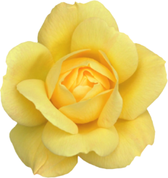 Single Yellow Rose | Free PNG Image