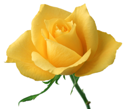 Single Yellow Rose Image. While in Victorian times, gifting a significant other with a single yellow rose represented jealousy, but these days a...