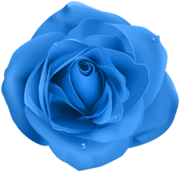 Single Blue Rose Image. Some people regard the blue rose as an exhibition of inner feelings of love at first sight. Free Single Blue Rose stock image. The blue rose can be commonly associated with unrequited love or true love. One Blue Rose PNG. One Blue Rose.