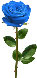 One Blue Rose PNG. Some people regard the blue rose as an exhibition of inner feelings of love at first sight. The blue rose can be commonly...