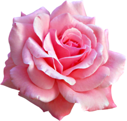 One Pink Rose PNG. Free Single Pink Rose stock image. Pink roses symbolize grace, admiration, gratitude, comfort and joy, but each shade of pink...