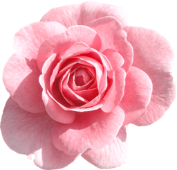 One Pink Rose. One Pink Rose PNG. Single Pink Rose Image. Free Single Pink Rose stock image. Pink roses symbolize grace, admiration, gratitude, comfort and joy, but each shade of pink carries its own meaning. A single pink rose means love at first sight.