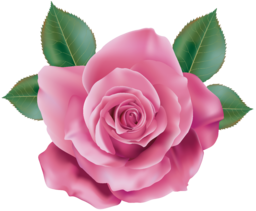 Single Pink Rose Image. Pink roses symbolize grace, admiration, gratitude, comfort and joy, but each shade of pink carries its own meaning. One Pink Rose PNG. Free Single Pink Rose stock image. One Pink Rose.