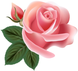 One Pink Rose PNG. One Pink Rose. Free Single Pink Rose stock image. Single Pink Rose Image. Pink roses symbolize grace, admiration, gratitude...
