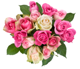 Download PNG image. Free PNG Images With Transparent Background. The history of pink roses begins around 35 million years ago, when the first trace...