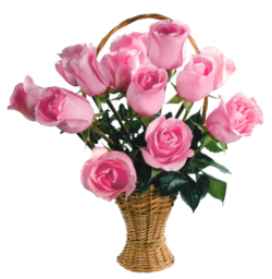 Free PNG Images With Transparent Background. The history of pink roses begins around 35 million years ago, when the first trace of a rose was found...