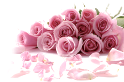 Download PNG image. Free PNG Images With Transparent Background. Pink Roses Bouquet stock photos, pictures and royalty-free images from Qwestore. Free PNG image. The history of pink roses begins around 35 million years ago, when the first trace of a rose was found in fossils.