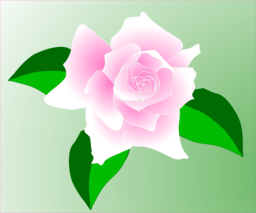 Stunning Pink Rose PNG Images with Transparent Background for Design and Graphics