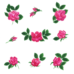 Beautiful Rose Images with Transparent Background for Graphic Design and Advertising