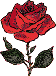 Beautiful Red Rose PNG Images with Transparent Background - Ideal for Graphic Design, Banners & Advertising