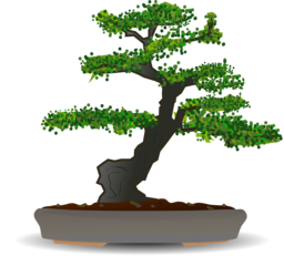 Free Downloadable Bonsai and Dwarf Tree PNG Images with Transparent Backgrounds for Graphic Design and Advertising