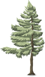 Green Conifer Trees - Free Download PNG Images with Transparent Background for Graphic Design and Advertising