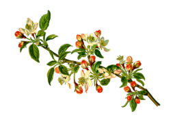 Download Free PNG Images of Apple Trees with Transparent Background for Graphic Design and Advertising