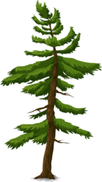 Get Creative with Free Fir Tree PNG Images for Graphic Design and Advertising