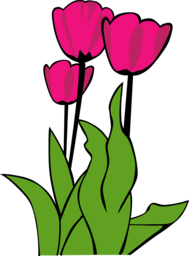 Pink Tulips - Beautiful Free PNG Images with Transparent Backgrounds for Graphic Design and Advertising