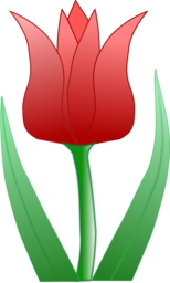 Stunning Tulip Images with Transparent Background: Free Download for Graphic Design
