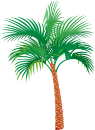 Download High-Quality Palm Tree PNG Images with Transparent Background for Graphic Design and Advertising