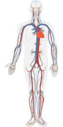 Explore Our Collection of High-Quality PNG Images of the Human Circulatory System with Transparent Backgrounds - Free Download!