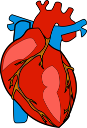 High-quality Anatomical Heart PNG Images with Transparent Background - Perfect for Graphic Designers and Health-related Projects