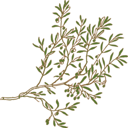 Download Free Olive Branch PNG Images with Transparent Backgrounds for Graphic Design