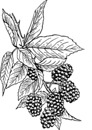 Free Blackberry Vine Vector Images with Transparent Background for Graphic Design and Advertising