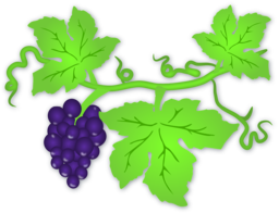 Fresh and Juicy Green Grapes - Free Vector PNG Images for Graphic Design and Advertising