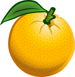 Download high-quality orange fruit PNG images with transparent backgrounds for your graphic design projects