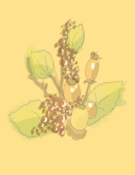 Vibrant Yellow Berries for Eye-Catching Autumn Decoration: Free PNG Vector Images with Transparent Background