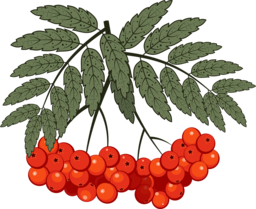 Find Stunning Berry and Rowan PNG Images with Transparent Backgrounds for Your Graphic Design Projects