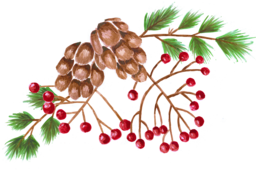 Stunning PNG Images of Rowan Berry, Pine Cone, and Pine Needles with Transparent Background - Perfect for Graphic Design, Advertising, and Banners!