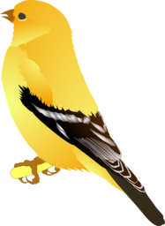 Get Stunning Free American Goldfinch PNG Images with Transparent Background for your Graphic Designs and Advertising